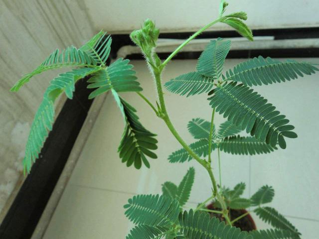 含羞草养护方法,新手也能轻松养好含羞草