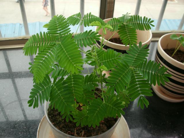 含羞草养护方法,新手也能轻松养好含羞草