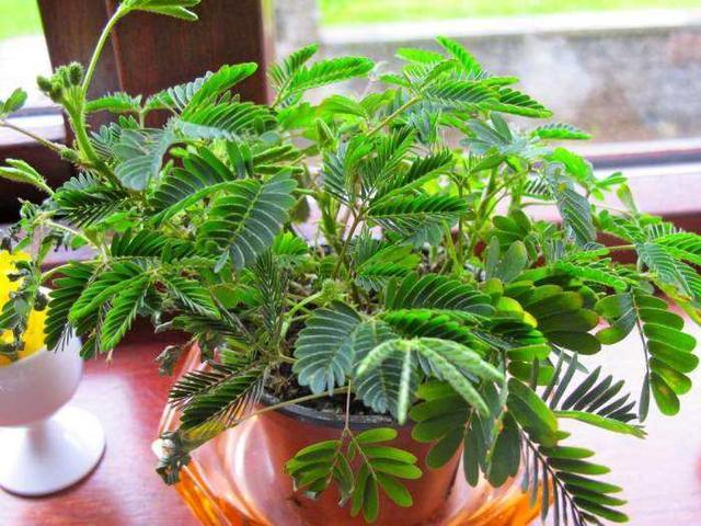 含羞草养护方法,新手也能轻松养好含羞草