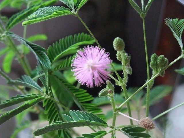 含羞草养护方法,新手也能轻松养好含羞草