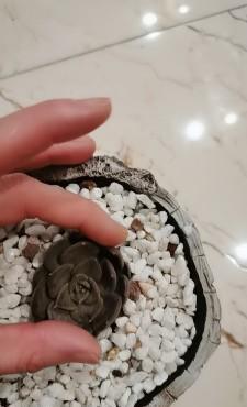 多肉盆景黑王子栽培与养护技术