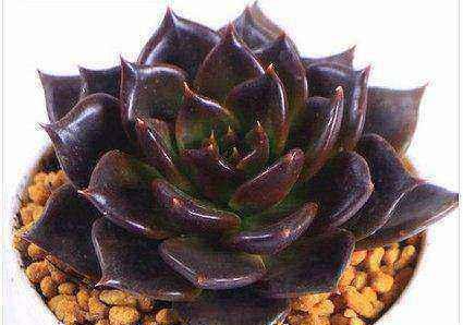 多肉盆景黑王子栽培与养护技术