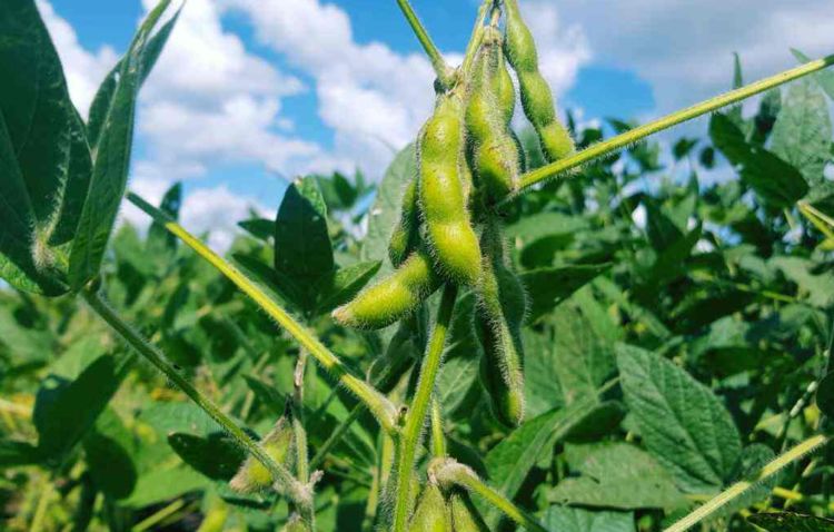 关于种植大豆，下面几点关键技术，你都了解多少呢？