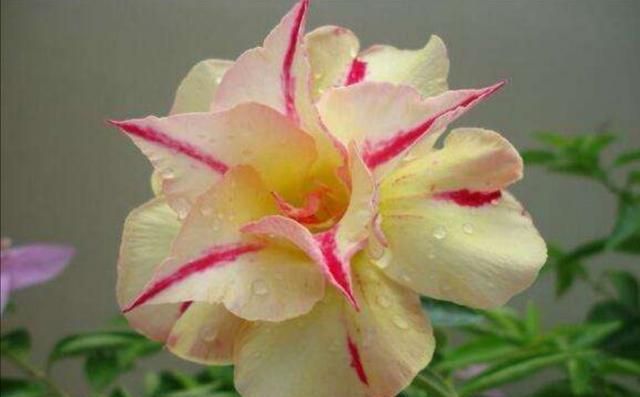 冬季养护沙漠玫瑰有妙招，这么管理，百分百不出问题