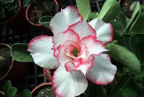 冬季养护沙漠玫瑰有妙招，这么管理，百分百不出问题