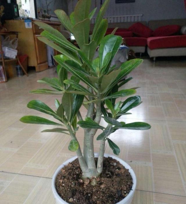 冬季养护沙漠玫瑰有妙招，这么管理，百分百不出问题