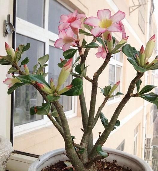 冬季养护沙漠玫瑰有妙招，这么管理，百分百不出问题