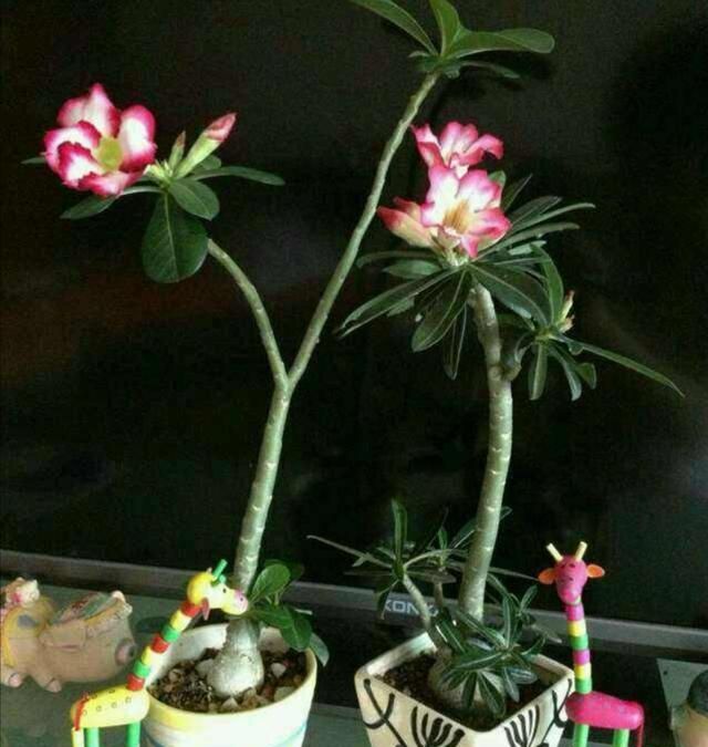 冬季养护沙漠玫瑰有妙招，这么管理，百分百不出问题