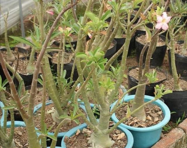 冬季养护沙漠玫瑰有妙招，这么管理，百分百不出问题