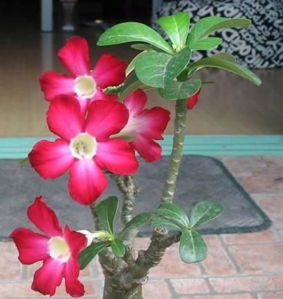 冬季养护沙漠玫瑰有妙招，这么管理，百分百不出问题