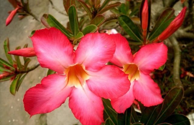 冬季养护沙漠玫瑰有妙招，这么管理，百分百不出问题