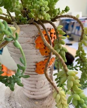 多肉盆景新玉缀栽培与养护技术