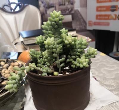 多肉盆景新玉缀栽培与养护技术