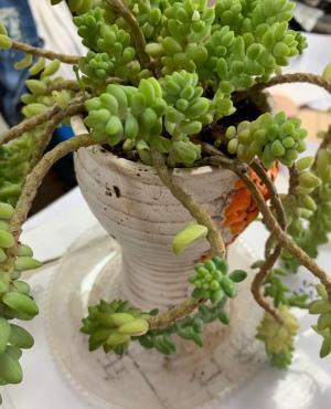 多肉盆景新玉缀栽培与养护技术