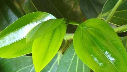 养护平安树，盆土里埋些它，枝繁叶茂，油绿有光泽