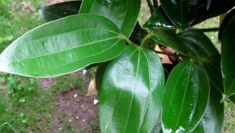 养护平安树，盆土里埋些它，枝繁叶茂，油绿有光泽