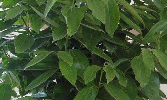 养护平安树，盆土里埋些它，枝繁叶茂，油绿有光泽