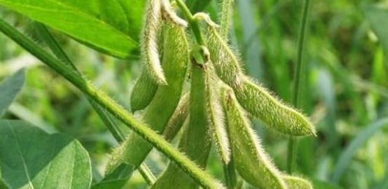 种大豆为何会出现空荚？农民告诉你有五种原因造成