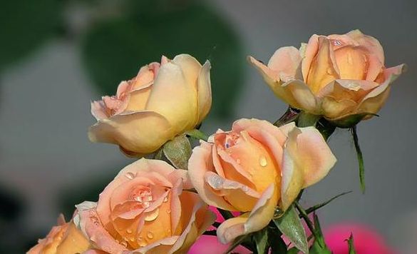 春季就养这“3种”花，颜值超高，养护简单，最适合新手花友