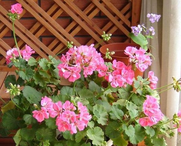 春季就养这“3种”花，颜值超高，养护简单，最适合新手花友