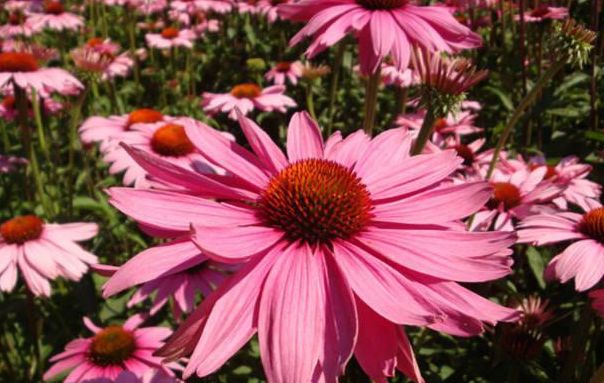 春季就养这“3种”花，颜值超高，养护简单，最适合新手花友