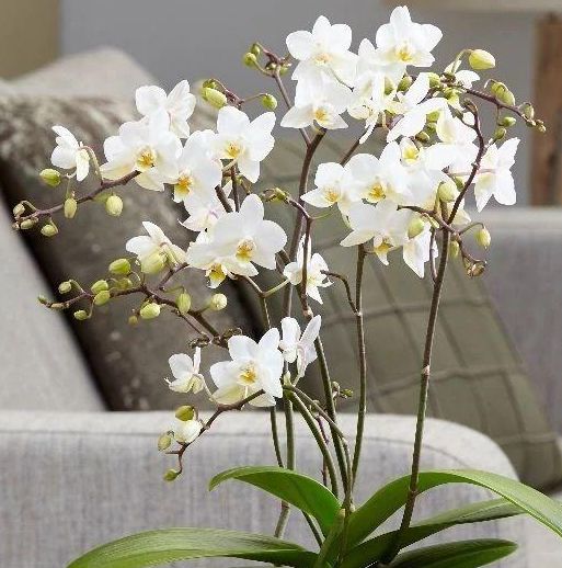 春季就养这“3种”花，颜值超高，养护简单，最适合新手花友