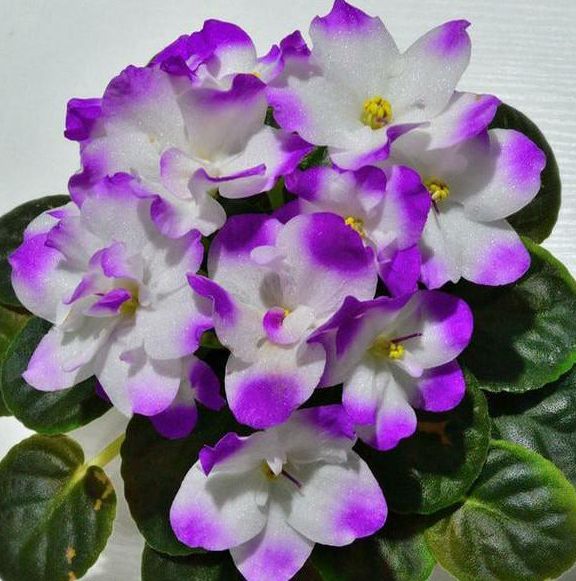 春季就养这“3种”花，颜值超高，养护简单，最适合新手花友