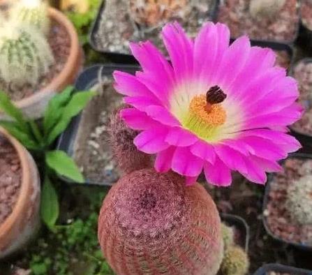 草本花卉：很爱开花，盆栽极易“花开满盆”，漂亮又好养活