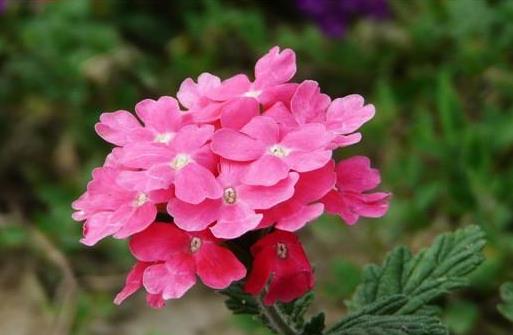 草本花卉：很爱开花，盆栽极易“花开满盆”，漂亮又好养活