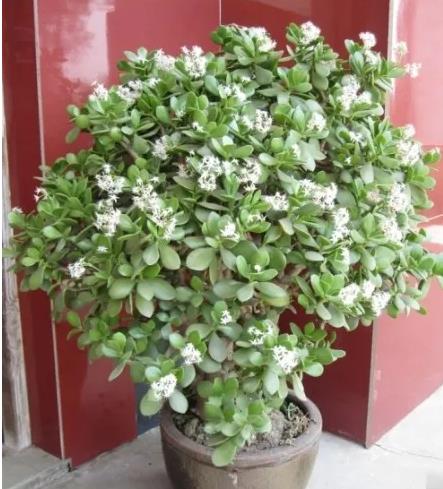 草本花卉：很爱开花，盆栽极易“花开满盆”，漂亮又好养活