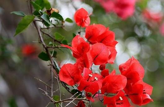 草本花卉：很爱开花，盆栽极易“花开满盆”，漂亮又好养活