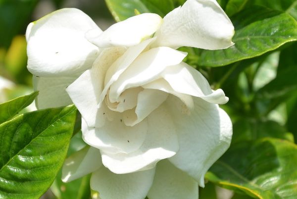 满园花香的栀子花,花友最关心冬季的养护,保护好,来年才开花