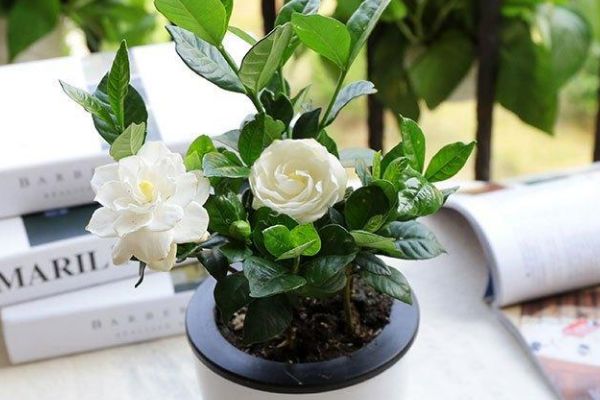 满园花香的栀子花,花友最关心冬季的养护,保护好,来年才开花