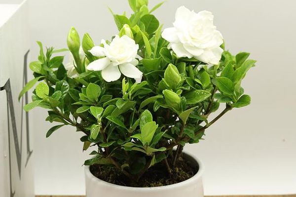 满园花香的栀子花,花友最关心冬季的养护,保护好,来年才开花