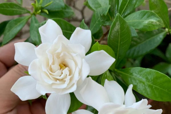 满园花香的栀子花,花友最关心冬季的养护,保护好,来年才开花