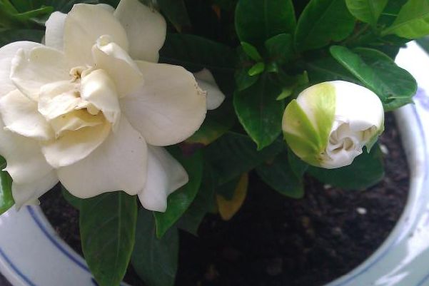 满园花香的栀子花,花友最关心冬季的养护,保护好,来年才开花