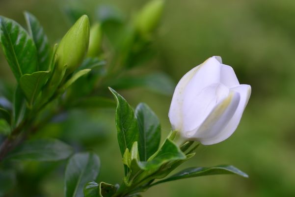 满园花香的栀子花,花友最关心冬季的养护,保护好,来年才开花