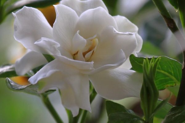 满园花香的栀子花,花友最关心冬季的养护,保护好,来年才开花