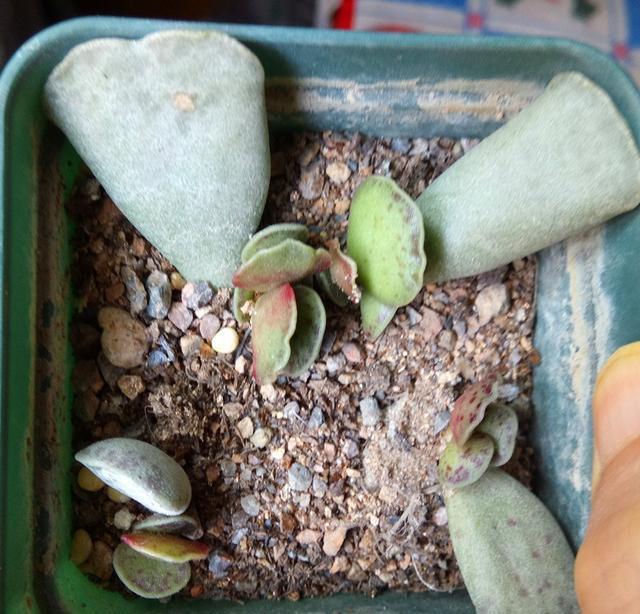 多肉盆景库珀天锦章栽培与养护技术