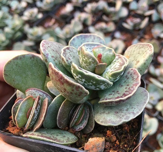 多肉盆景库珀天锦章栽培与养护技术