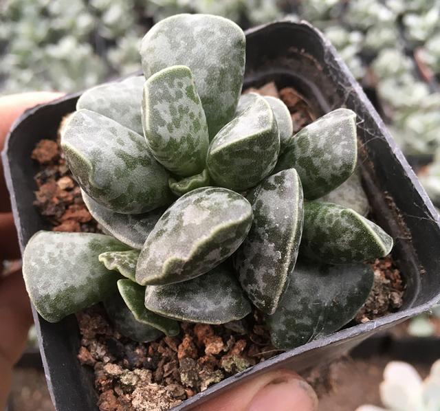 多肉盆景库珀天锦章栽培与养护技术