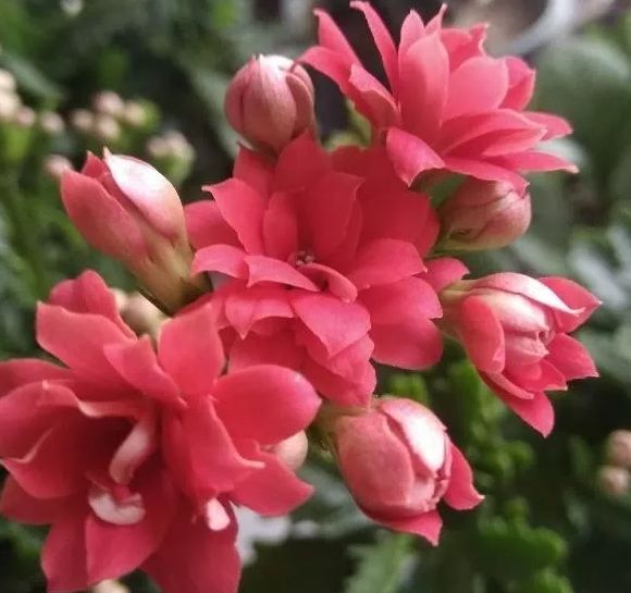 名字寓意很好,养护非常简单,轻轻松松就能开花,适合懒人养