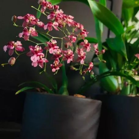 名字寓意很好,养护非常简单,轻轻松松就能开花,适合懒人养