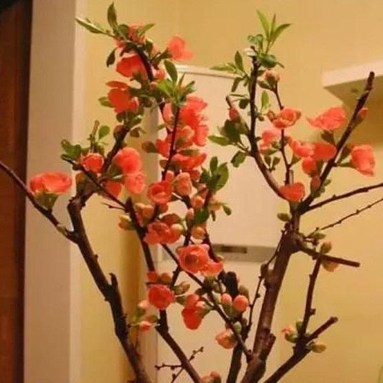 名字寓意很好,养护非常简单,轻轻松松就能开花,适合懒人养