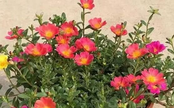 名字寓意很好,养护非常简单,轻轻松松就能开花,适合懒人养