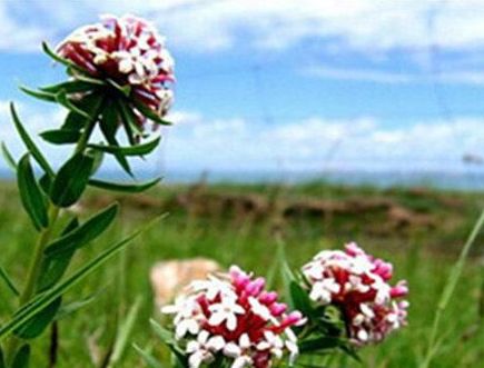 名字寓意很好,养护非常简单,轻轻松松就能开花,适合懒人养