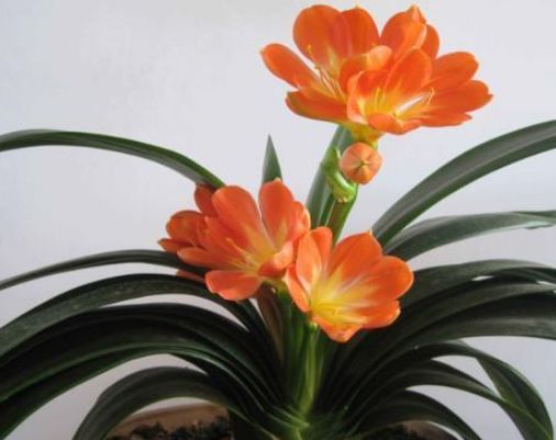 养护君子兰,学会“3个”浇水“小窍门”,满盆长满“大白根”