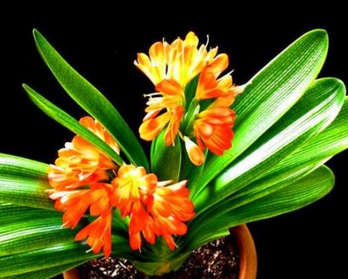 养护君子兰,学会“3个”浇水“小窍门”,满盆长满“大白根”