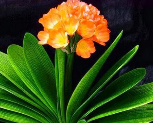 养护君子兰,学会“3个”浇水“小窍门”,满盆长满“大白根”