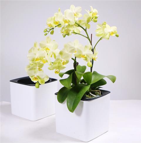 “兰中皇后”的日常养护,3个小要求,满足它,蝴蝶花瓣挂满枝